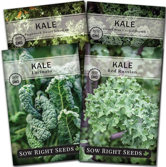 Bộ sưu tập hạt giống cải Kale