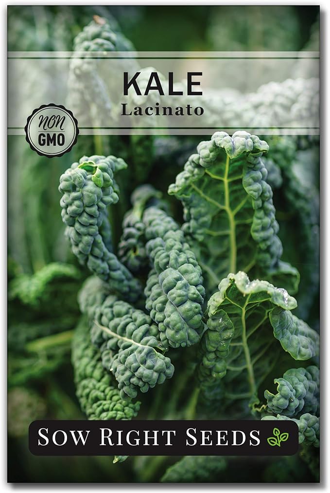 Bộ sưu tập hạt giống cải Kale