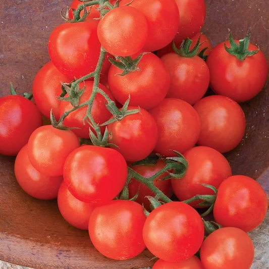Hạt giống cà chua Heirloom Red Cherry Tomato 125 hạt